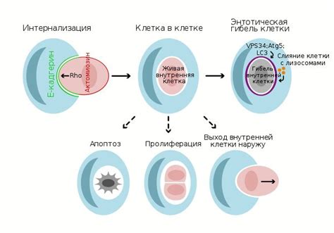 Возможная связь эпендимальных клеток с раковыми опухолями