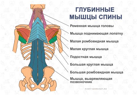 Задняя цепь мышц: ключевые стабилизаторы спины