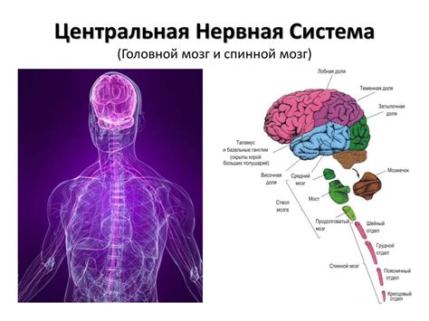 Местоположение эпендимальных клеток в нервной системе