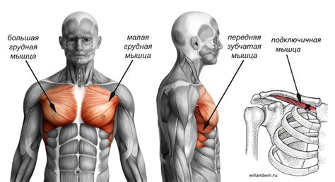 Роль грудных мышц в стабилизации тела