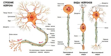 Структура эпендимальных клеток: что образует монослой эпендимы в нервной системе?
