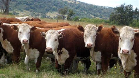 Фармер Cattle and Crops - профессиональное ведение скота и выращивание культур